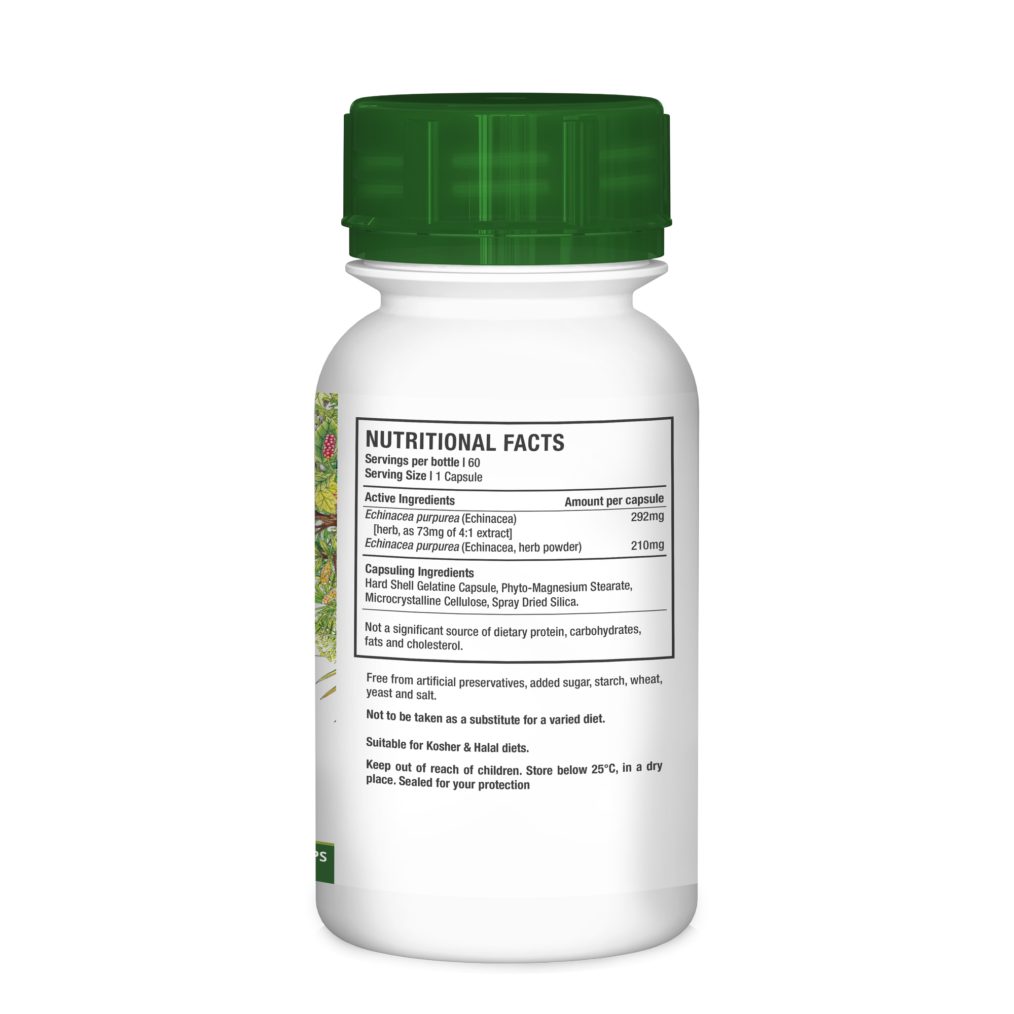 Echinacea