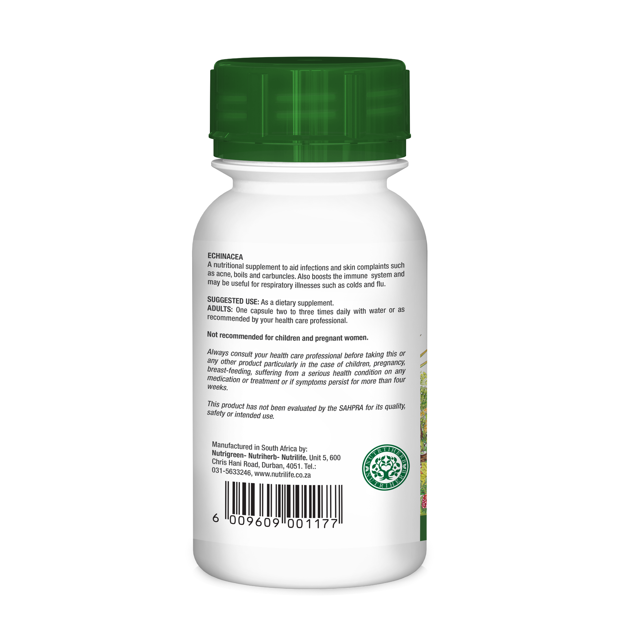 Echinacea